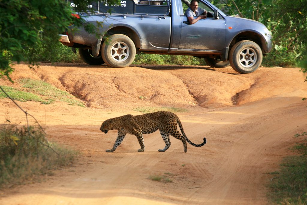 Национален Парк Яла, Шри Ланка / Yala National Park, Sri Lanka