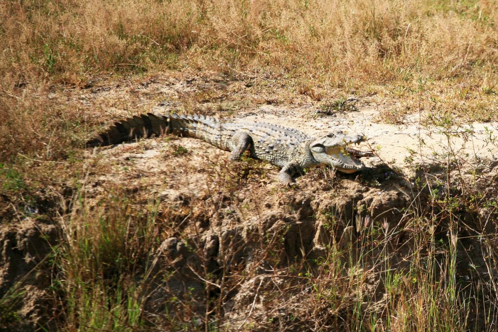 Национален Парк Яла, Шри Ланка / Yala National Park, Sri Lanka