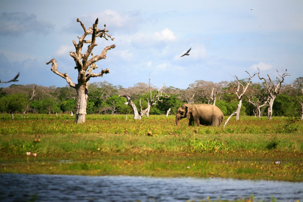 Национален Парк Яла, Шри Ланка / Yala National Park, Sri Lanka