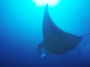 Dharavandhoo Island