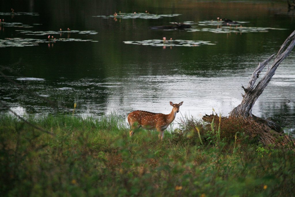 Национален Парк Яла / Yala National Park