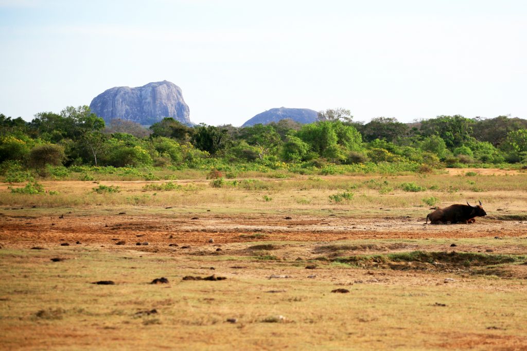 Национален Парк Яла / Yala National Park